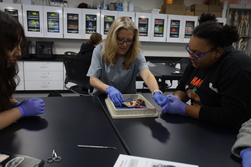 Teacher helping students with sheep heart dissection