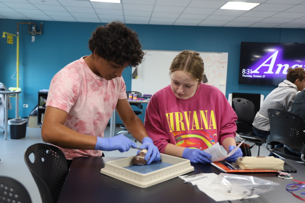 Students  dissecting a sheep's heart